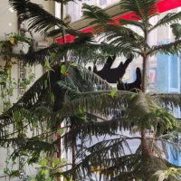 گل کاج مطبق|گل و گیاه طبیعی|پاکدشت, پاکدشت (مامازند)|دیوار