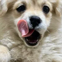 پامرین اصیل|سگ|ورامین, ورامین|دیوار