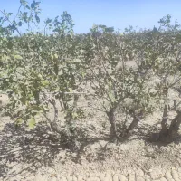 اجاره باغ پسته فندقی|اجارهٔ کوتاهمدت ویلا و باغ|سیرجان, |دیوار