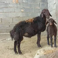 بره قوچ قزل