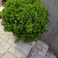 گل ناز