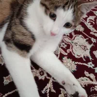واگذاری گربه