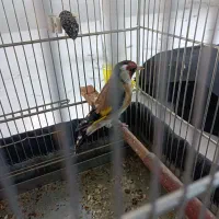 سهر|پرنده|ملایر, |دیوار