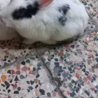 حیوانات خانگی