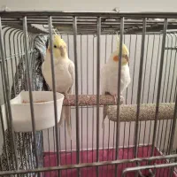 عروس هلندی لوتینو نر سخنگو