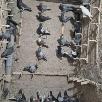 42 تا نر سوراخ ضمانتی