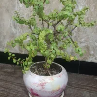 گل خانگی|گل و گیاه طبیعی|سردشت, |دیوار