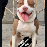 واگذاری پیتبول نراصیل