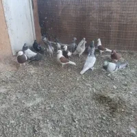 کفتر‌بهبهانی|پرنده|شیراز, رحمت‌آباد|دیوار