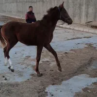 اسب|اسب و تجهیزات اسب‌سواری|سجاس رود, |دیوار