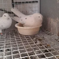 جوجه کبوتر شمرونی