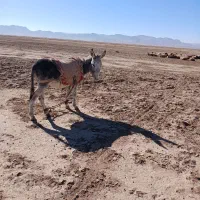 الاغ جوان گله ای|حیوانات مزرعه|نیمبلوک, |دیوار