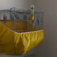 شش  عدد مرغ عشق