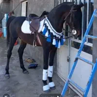 اسب نریون تاختی