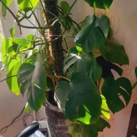 گلدان آپارتمانی