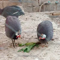 مرغ شاخدار|حیوانات مزرعه|طسوج, |دیوار