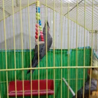 جفت عروس هلندی|پرنده|آبدانان, |دیوار