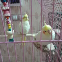 عروس هلندی|پرنده|قم, هنرستان|دیوار