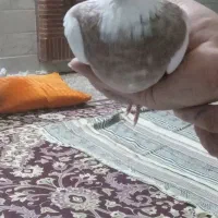 کبوتر طوقی|پرنده|قم, انسجام|دیوار