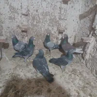 ۶عددالمانی نر