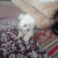 سگ تلیرل|سگ|یزد, |دیوار