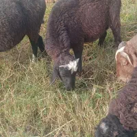 نر بره|حیوانات مزرعه|قائم‌شهر, |دیوار