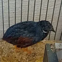 بلدرچین مینیاتوری