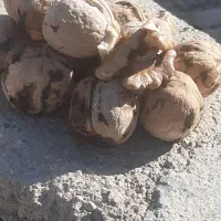 گردو تازه بش