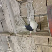 کبوتر دوکت
