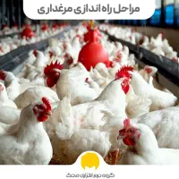 مرغ گوشتی ارگانیک