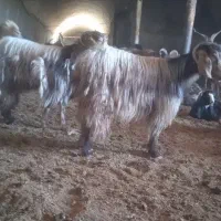 دو عدد بزغاله ماده