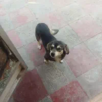 سگ تریر به دلیل مهاجرت