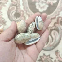 صدف|صنایع دستی و سایر لوازم تزئینی|کرمانشاه, |دیوار