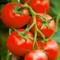 گوجه سوا کرده