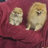 پامر|سگ|کرمان, |دیوار