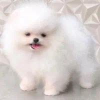 توله مالتیز پودل عروسکی