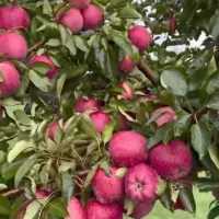 هرس ،احداث ومرتب سازی باغ ویلا|خدمات باغبانی و درختکاری|ارومیه, |دیوار