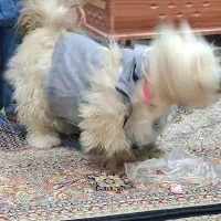 سگ پاکوتاه نر شیتزو|سگ|اردبیل, |دیوار