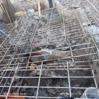 خروس امریکایی