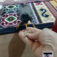 باسلام