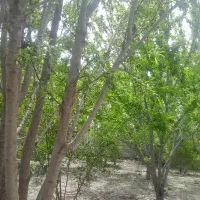 باغ-دیوار-کشی-فلاورجان-اطراف