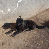 توله سگ قدرجانی