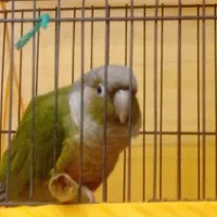 پرنده گرینچیک سخنگو|پرنده|اهواز, نادری|دیوار