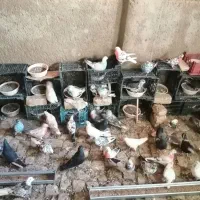 کبوترپرشی|پرنده|قم, شاه ابراهیم|دیوار