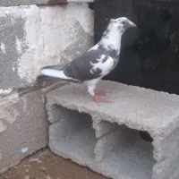 پلاکی کاکلی ماده