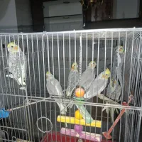 10عدد عروس هلندی سرحال