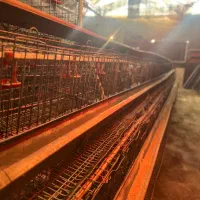 قفس منبری مرغ تخمگذار|لوازم جانبی حیوانات|ری, فیروزآباد|دیوار