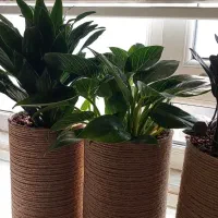 ۵عدد گل طبیعی زاموفیلیا بلک|گل و گیاه طبیعی|تهران, آذری|دیوار