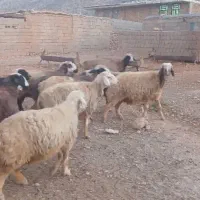 میش|حیوانات مزرعه|میمند, |دیوار