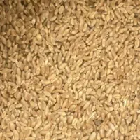 گندم‌پیشگام